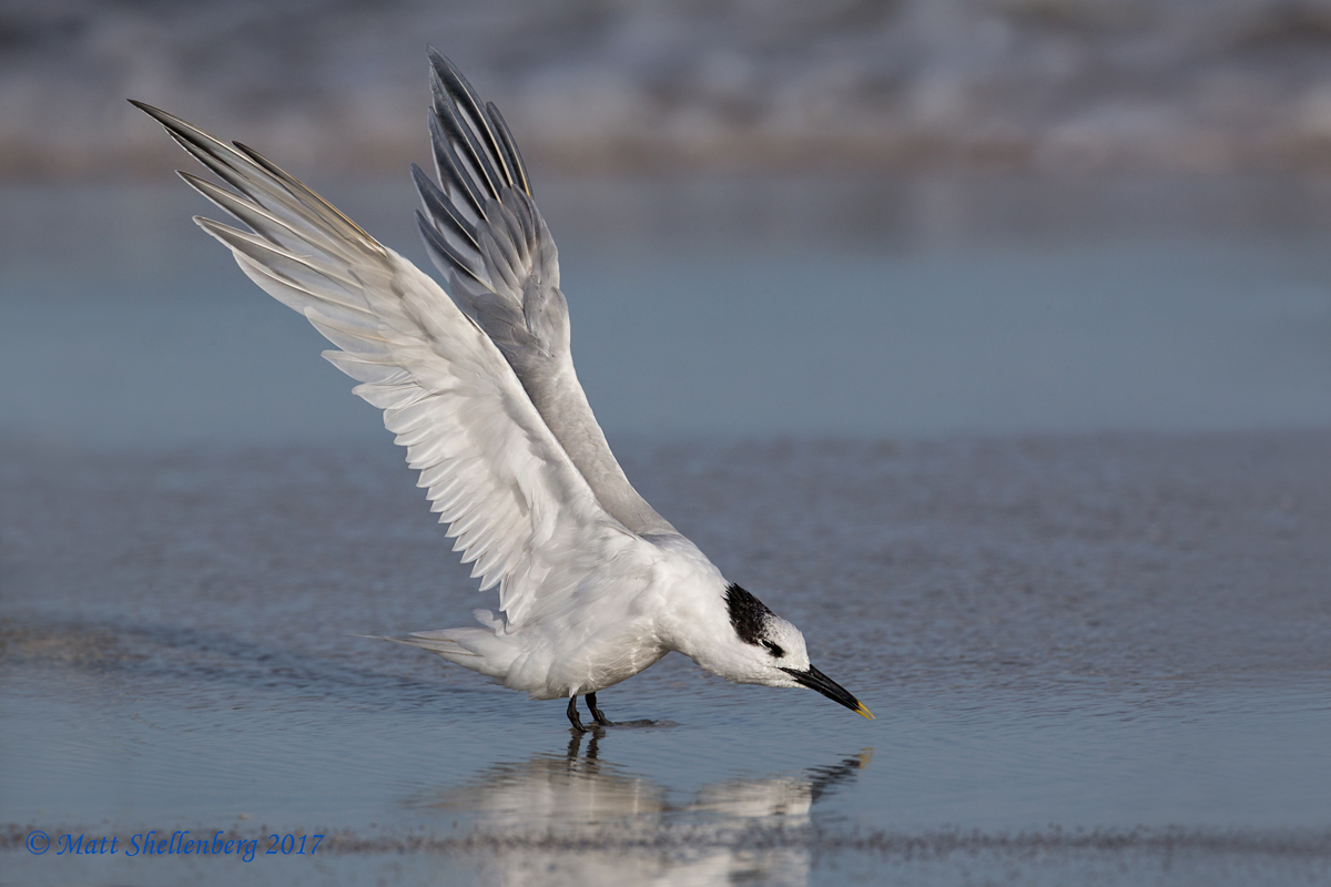 Sandwich Tern