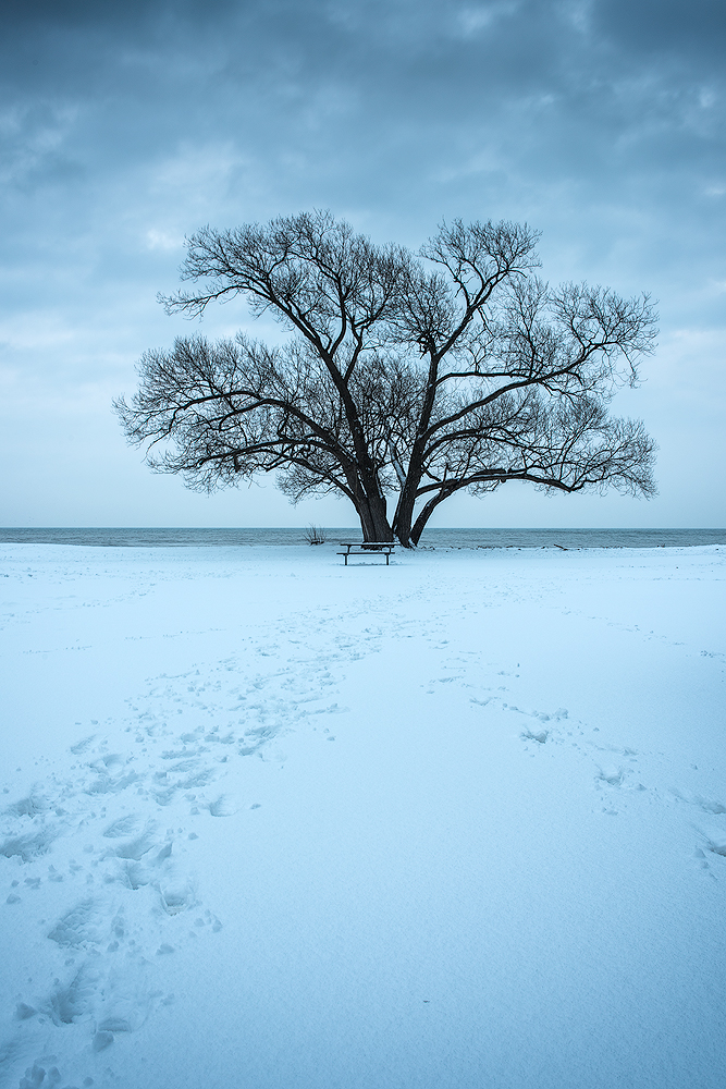 A lone tree