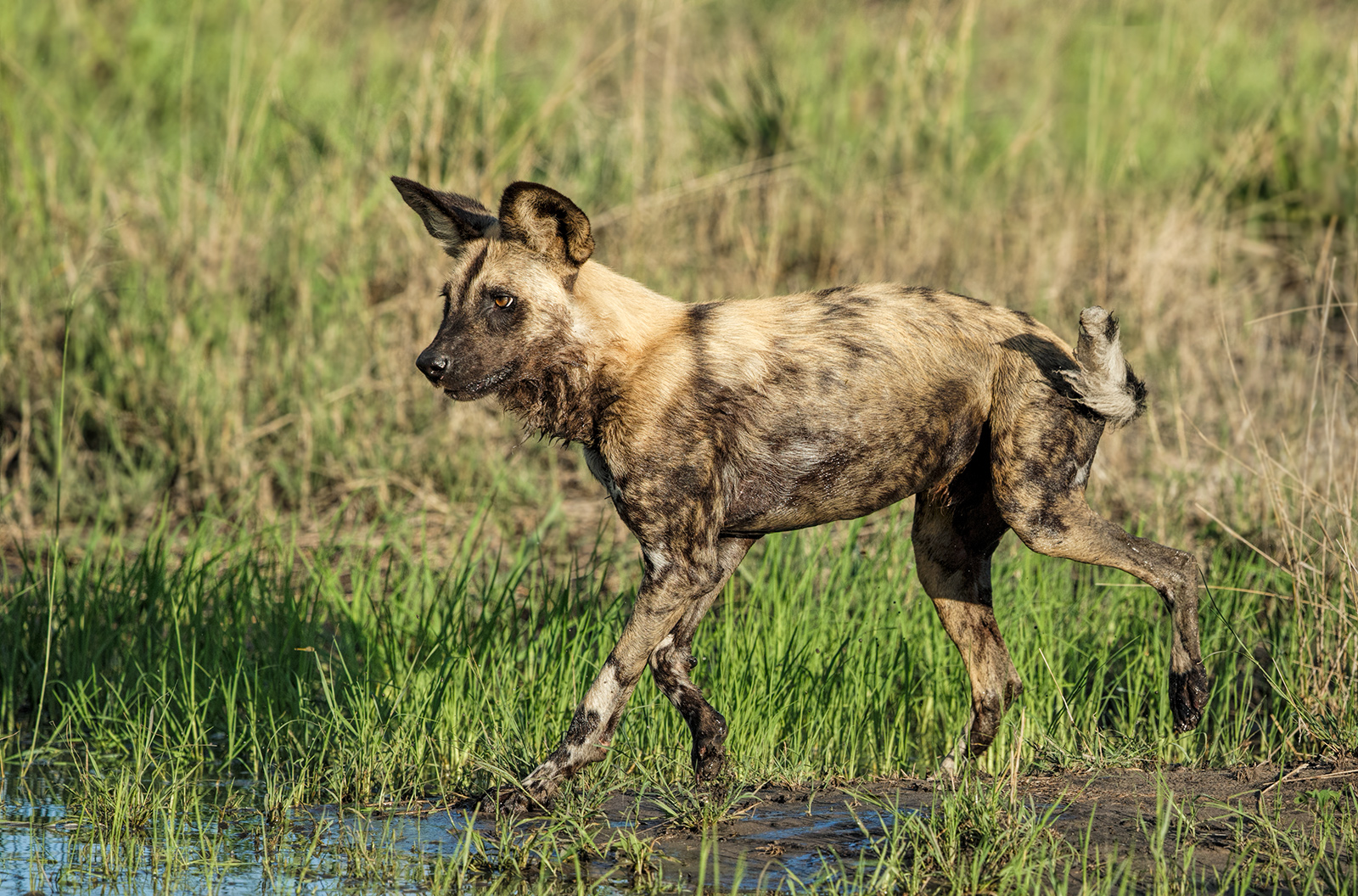 Trotting Along