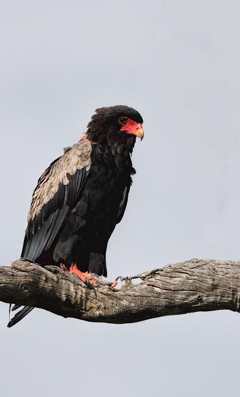Bateleur