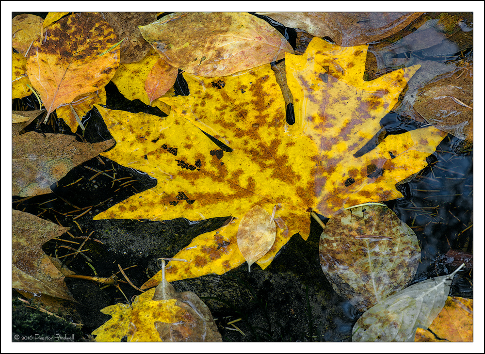 Leafscape #2