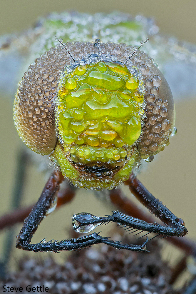 Dewy Darner