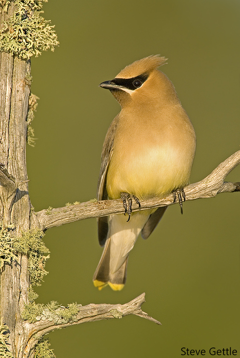Cedar Waxwing