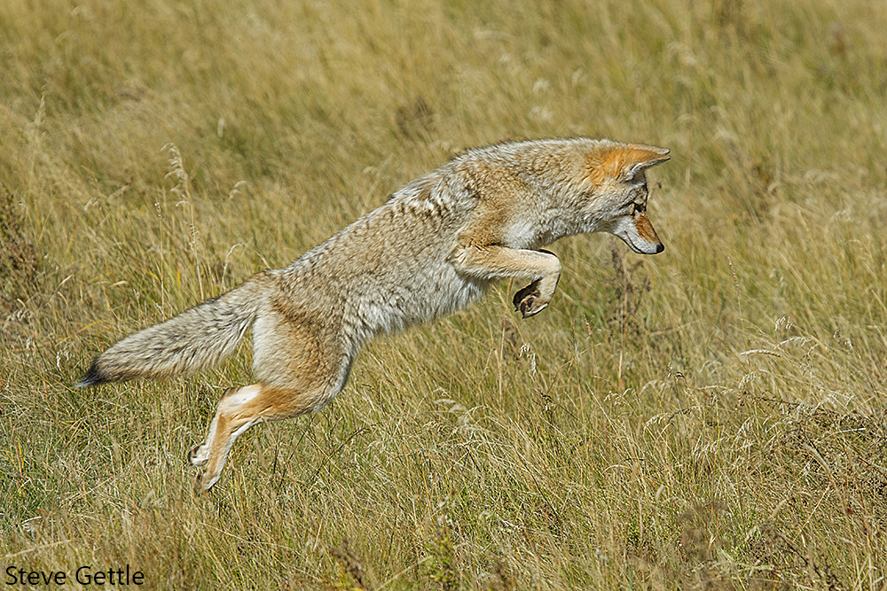 Mousing