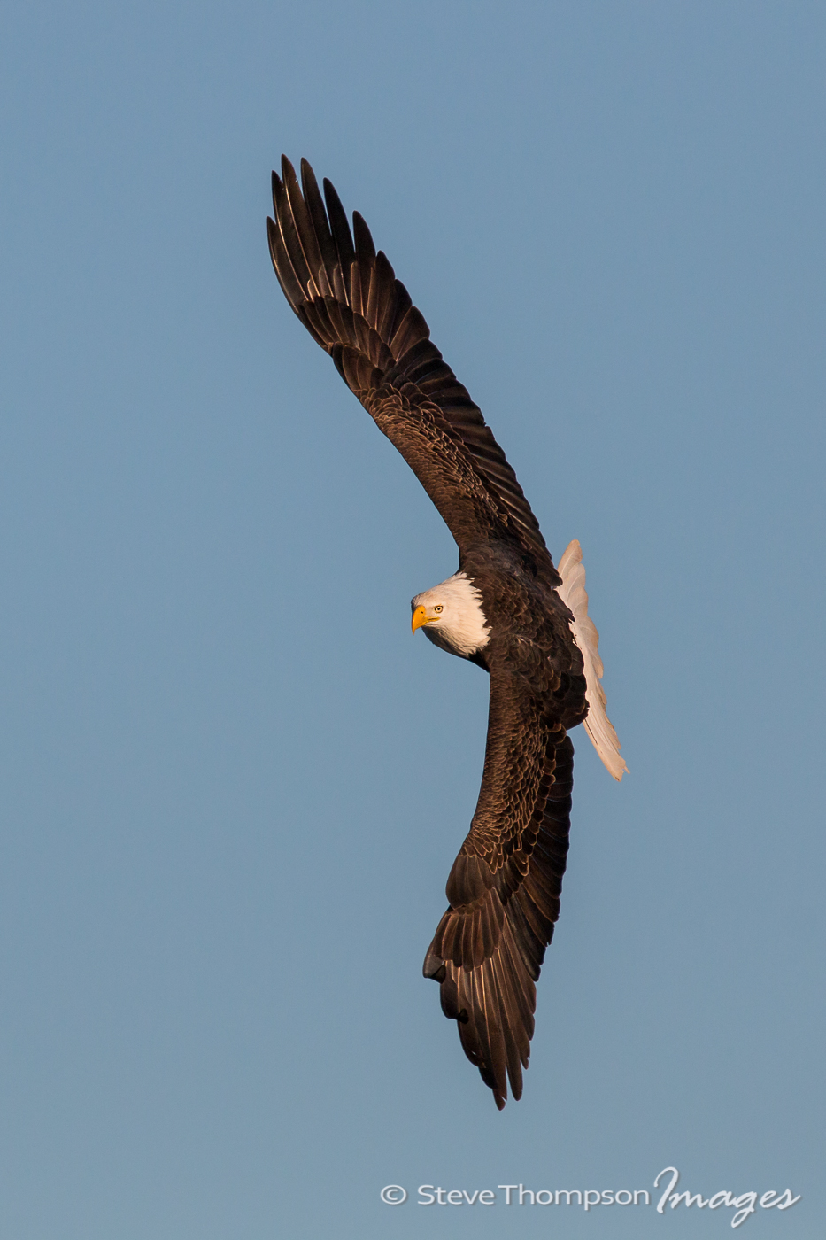 Flying Eagle