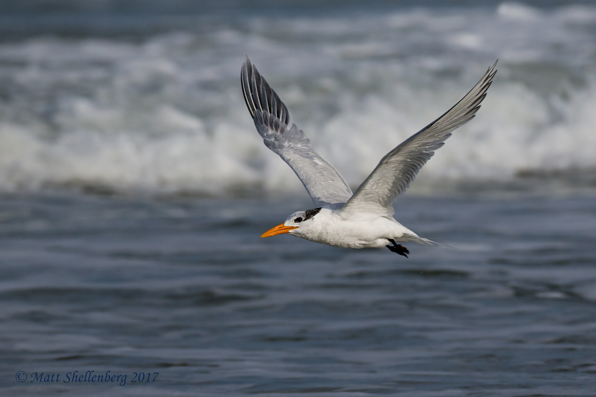 Royal Tern