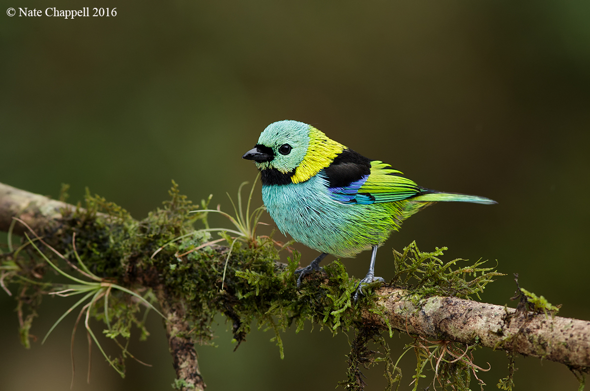 Green-headed Tanager