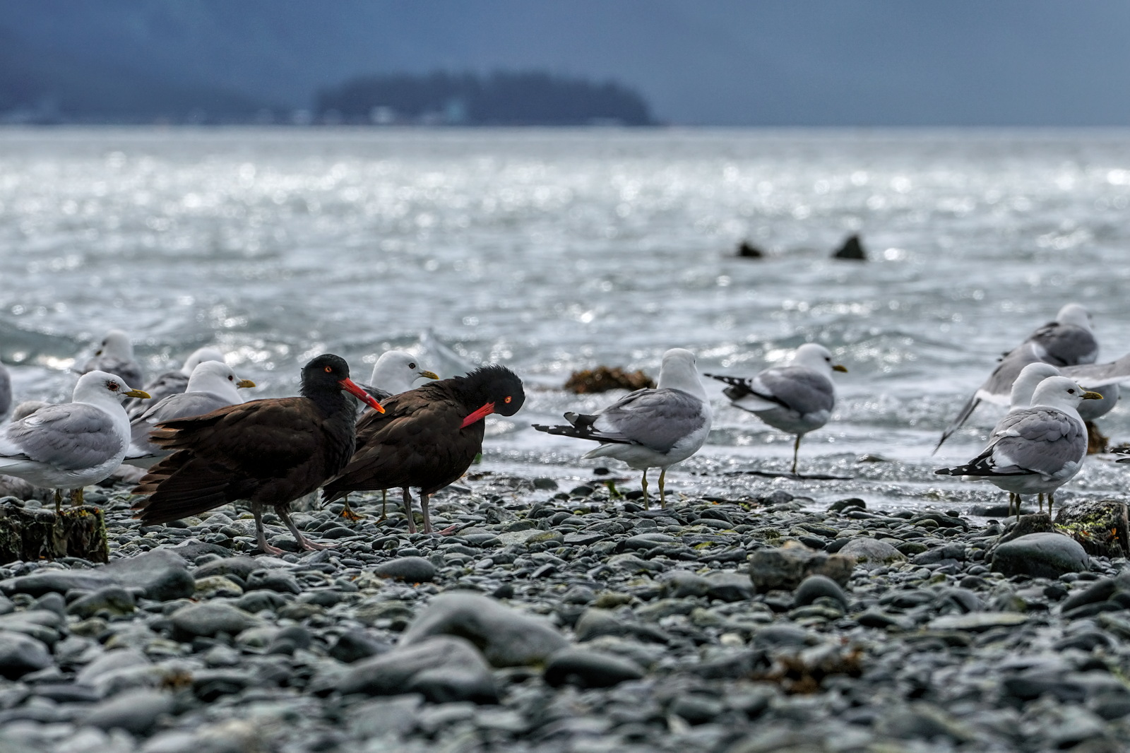 Oyster Catchers & Friend