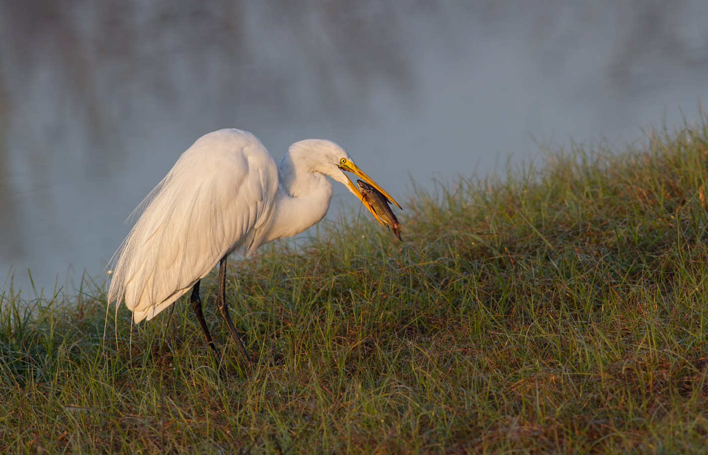 Great Egret & Fish