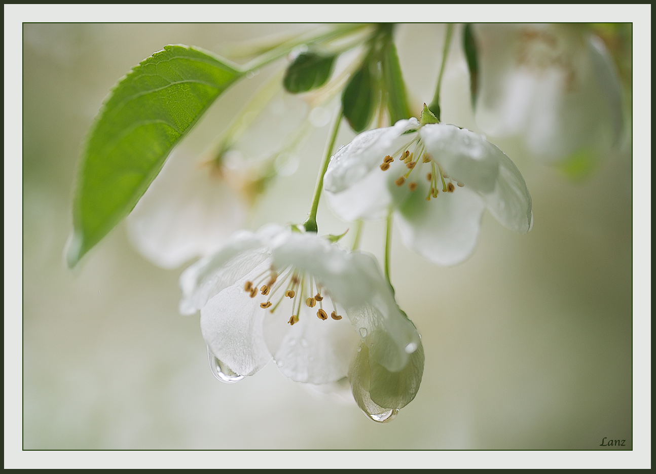April Showers