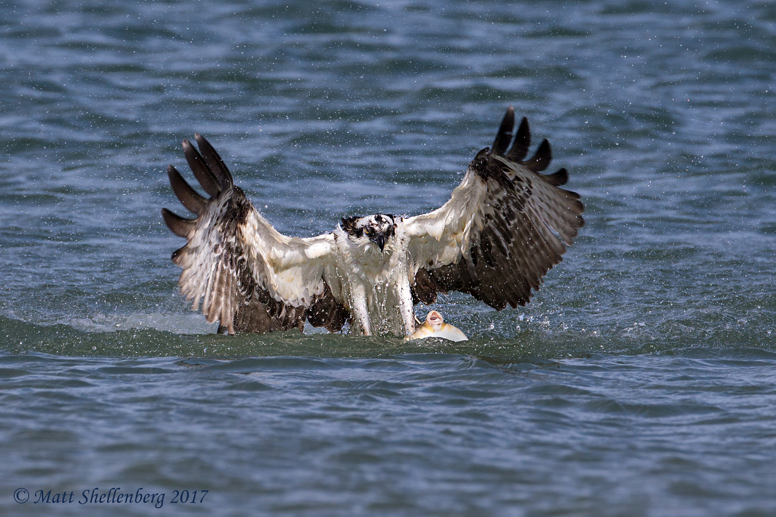Osprey with Puffer Fish