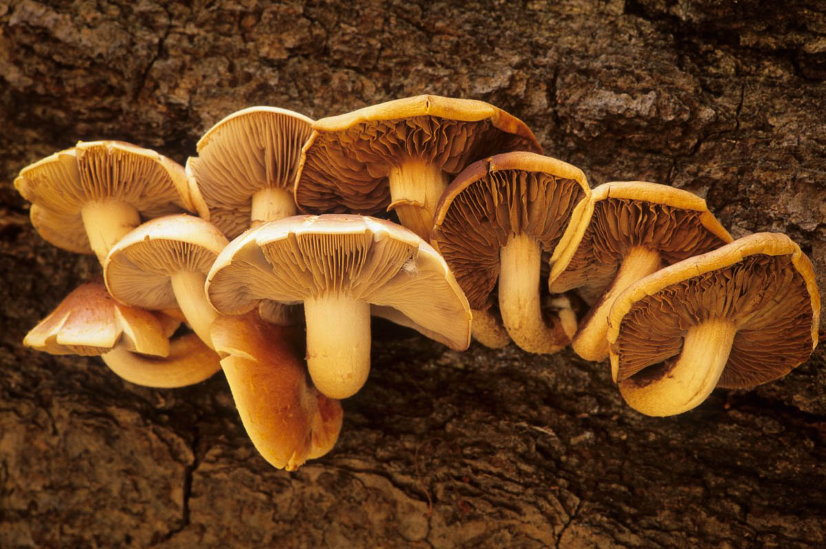 Mushrooms
