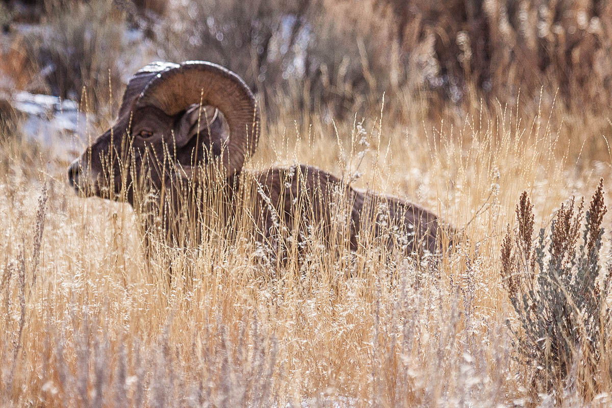 Big Horn Sheep