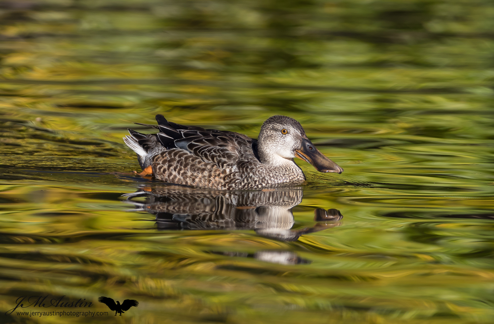 Shoveler Hen