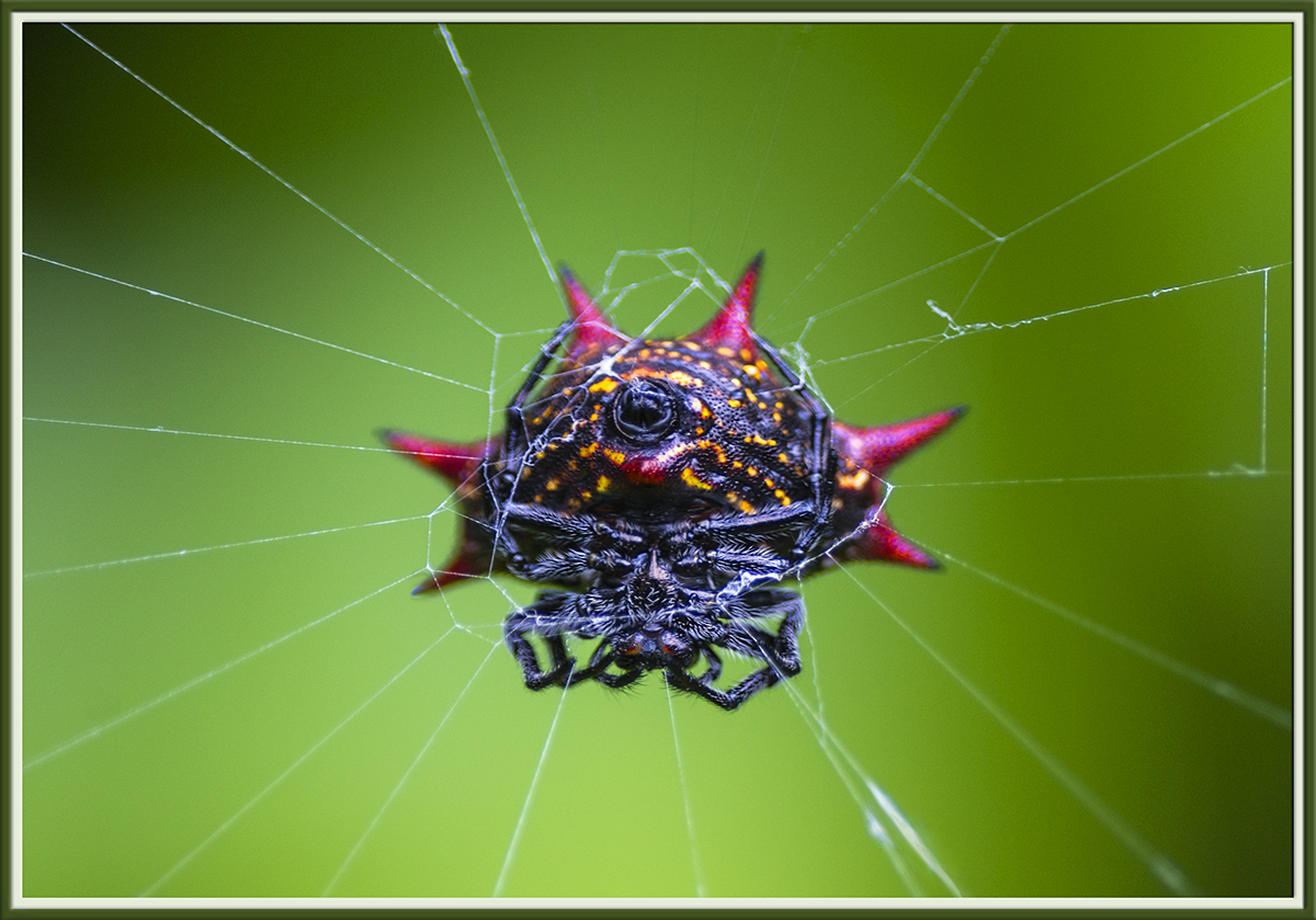 Spiny-Backed Orb Spider