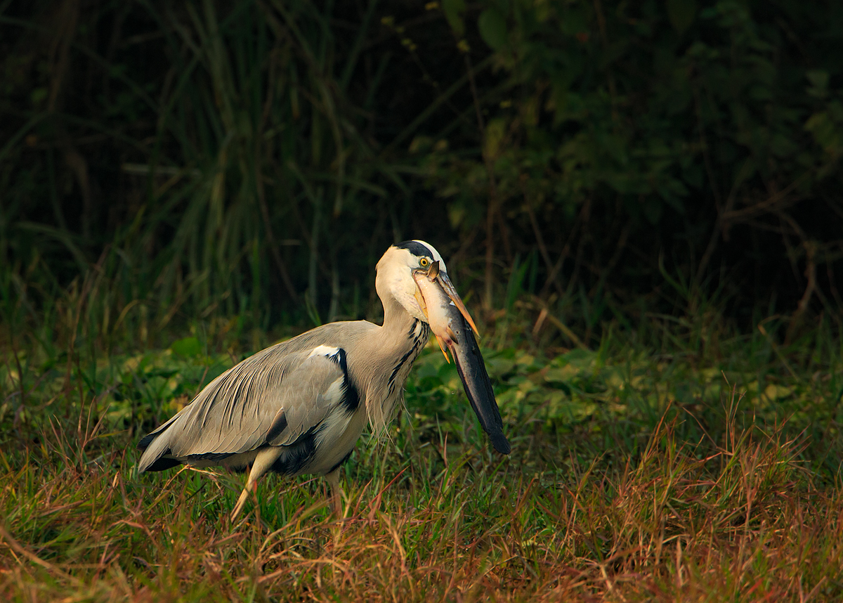 Grey Heron with Catch