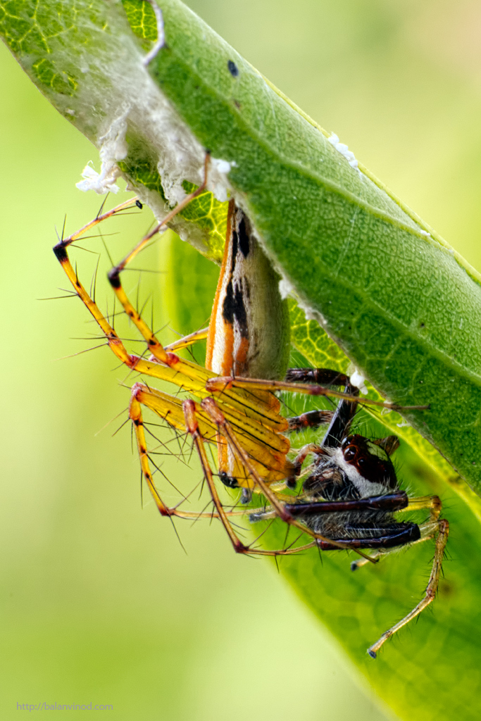Nest Attack