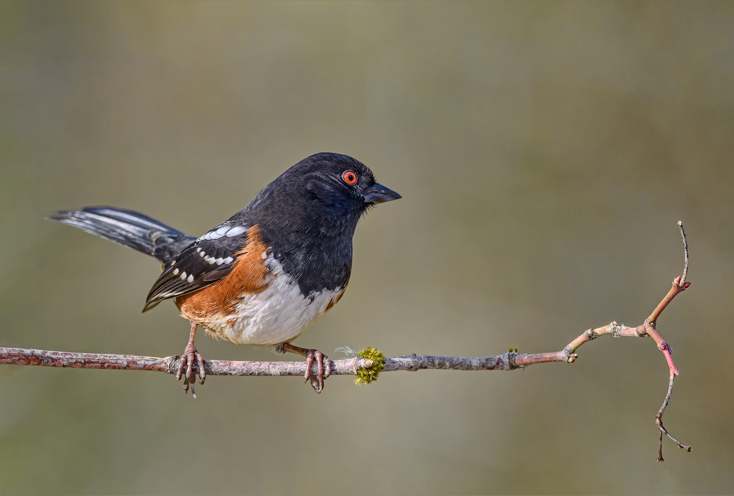 Spotted Towhee & alt.