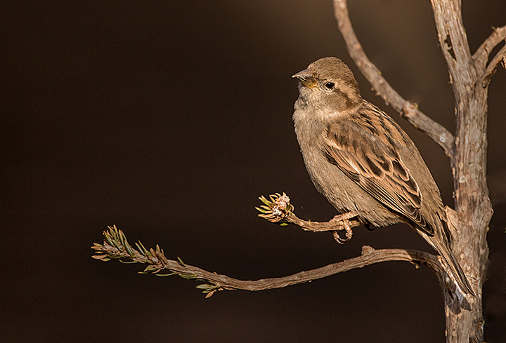 Sparrow in the pine