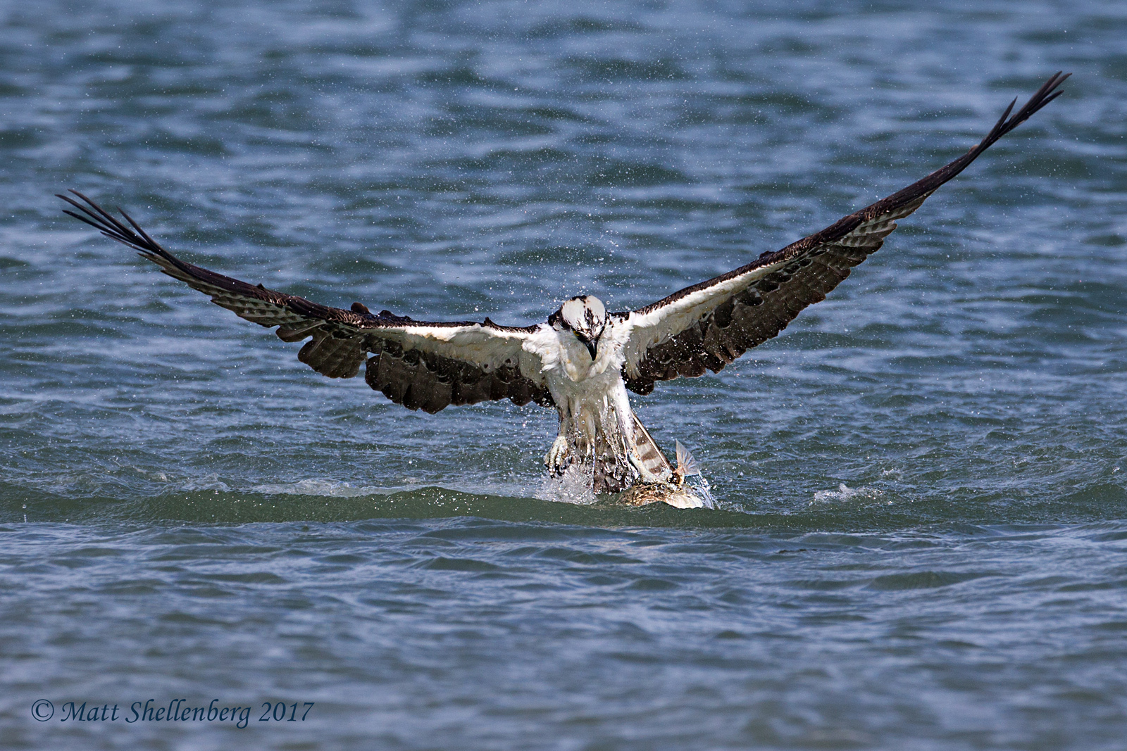Osprey w/ Puffer Fish 2