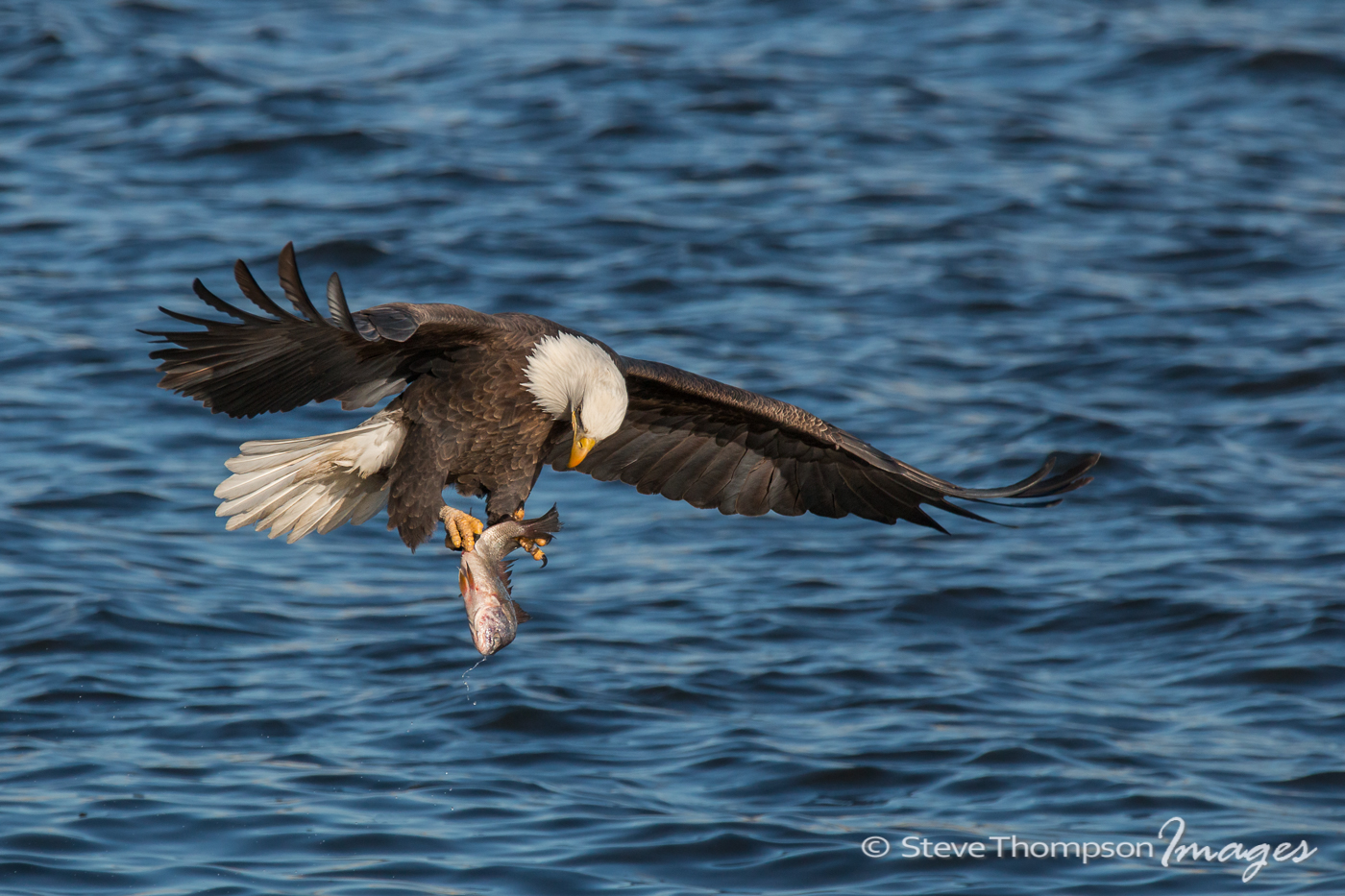 Eagle with catch