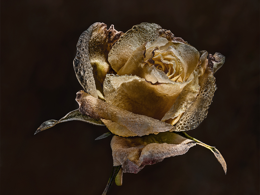 An hibernated rose