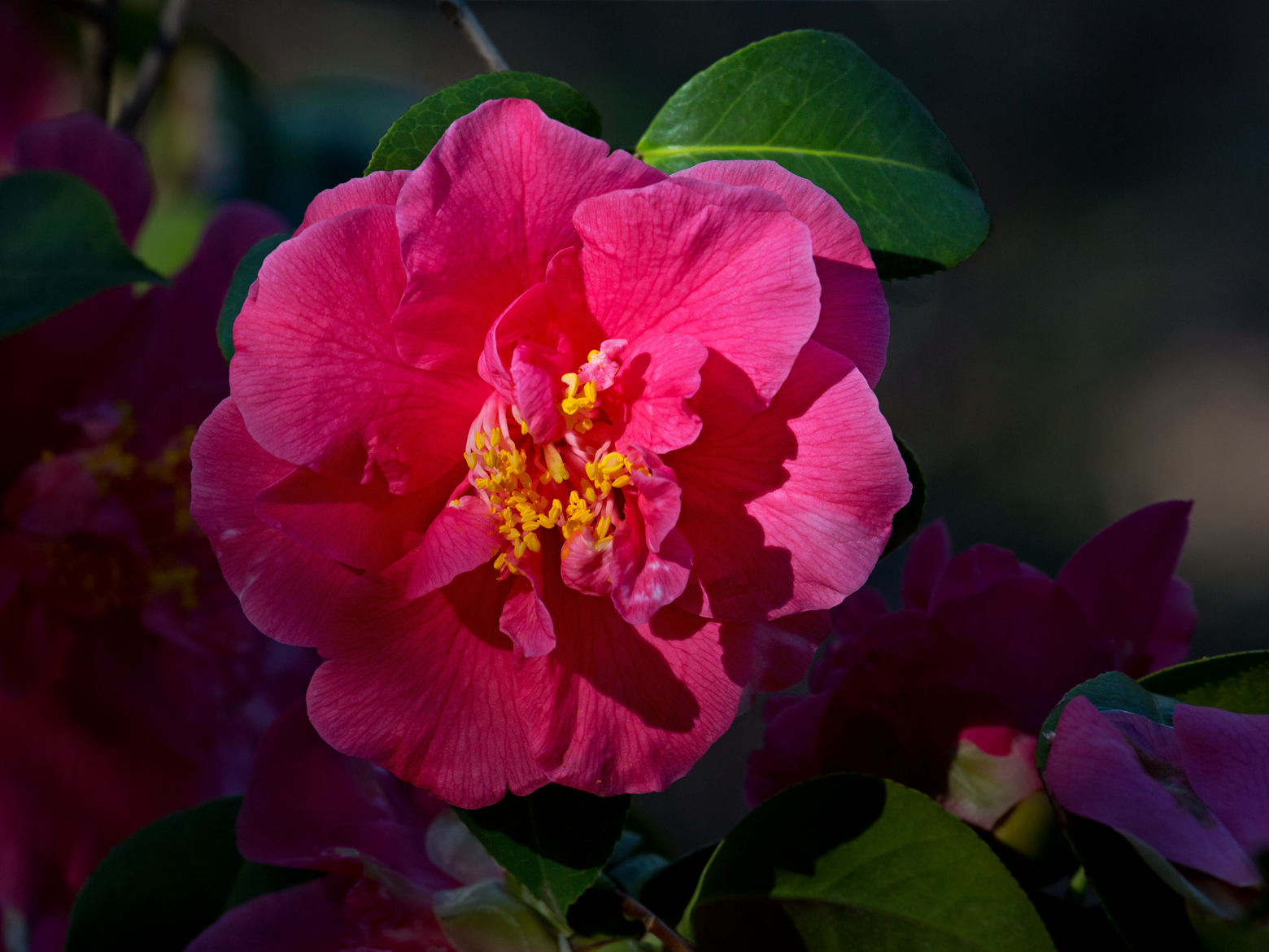 Camelia in Shade
