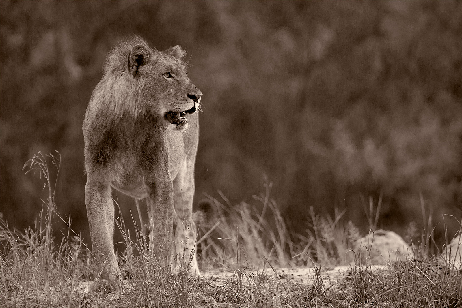 Young Lion Portrait