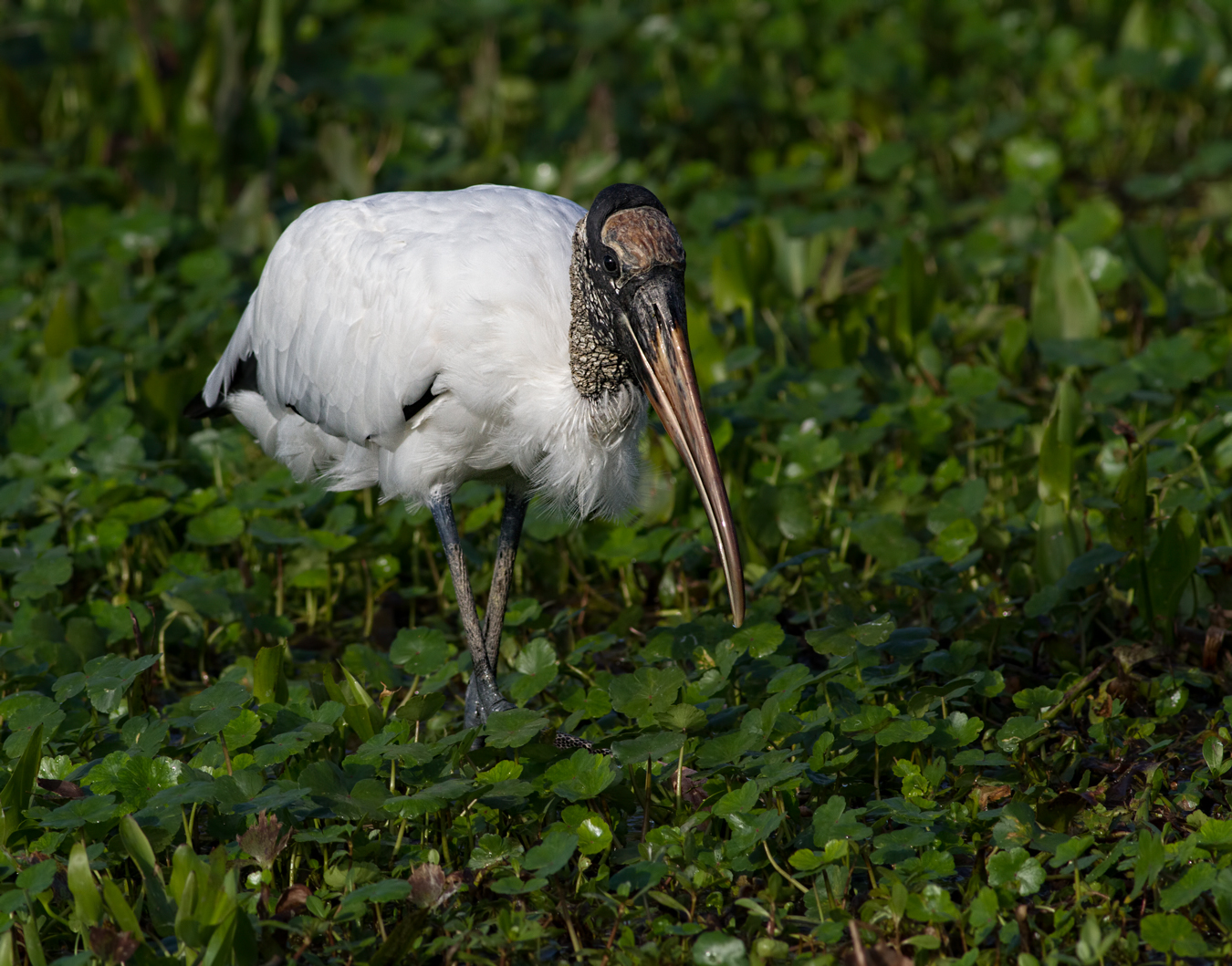 Wood Stork + redo x2