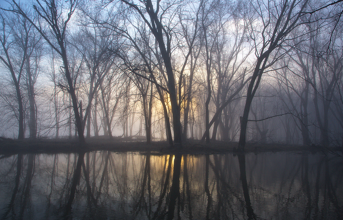Morning Fog