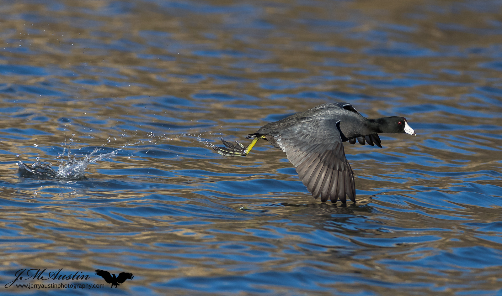 Coot Takeoff