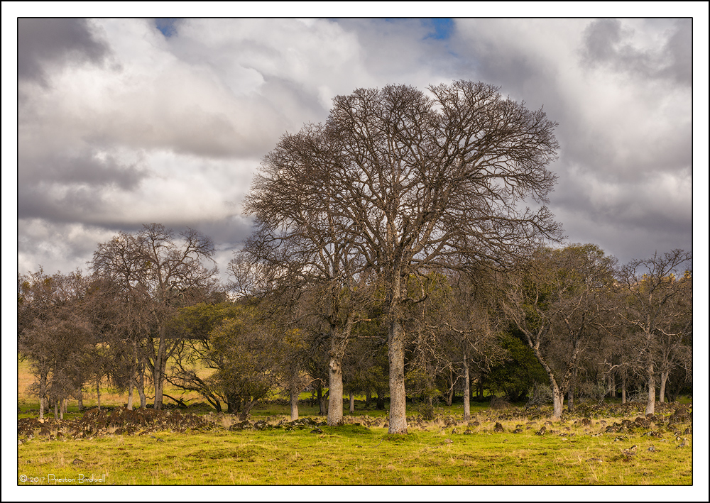 Oaks & Stormy Skies