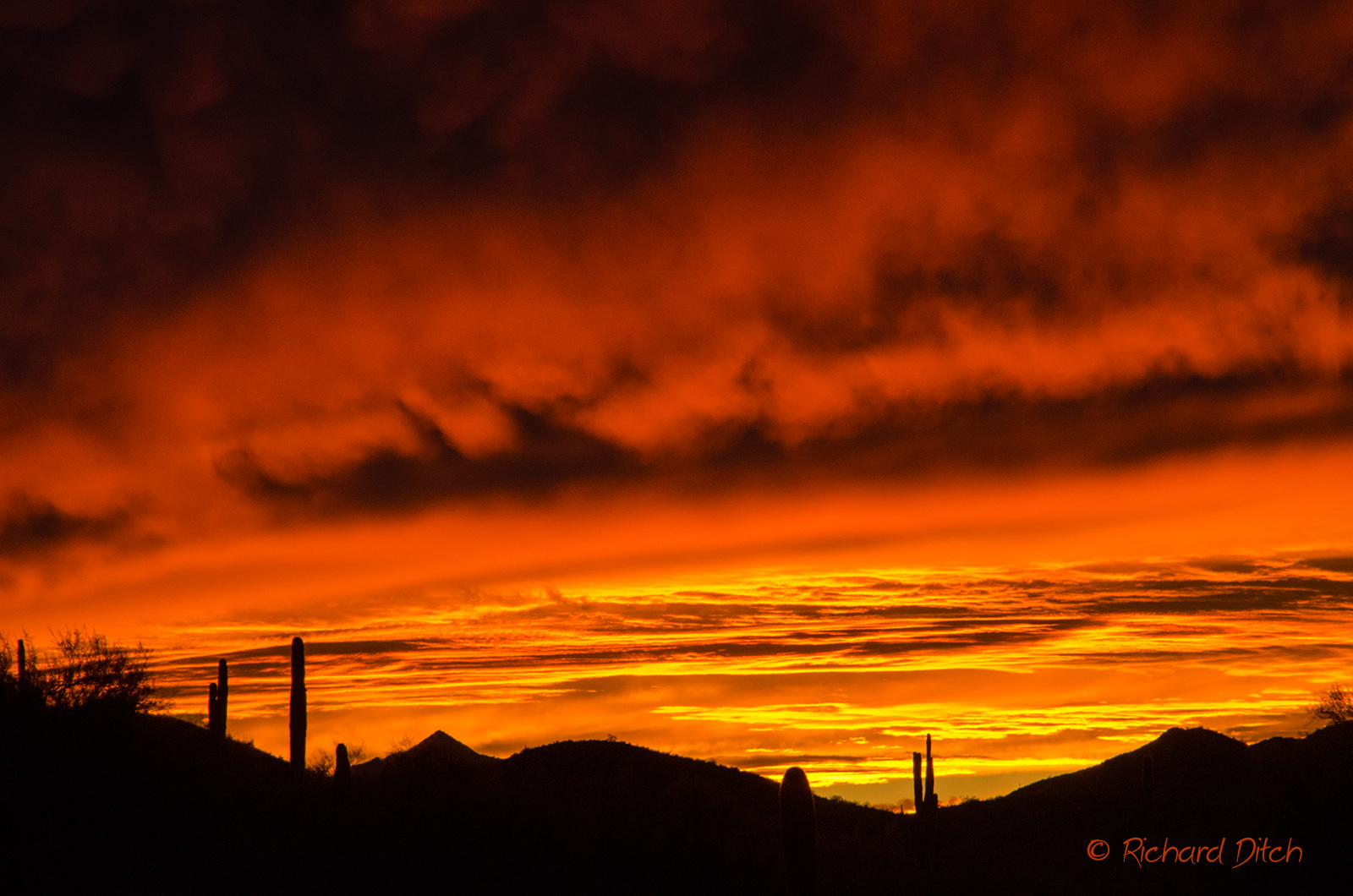 Arizona Sunset