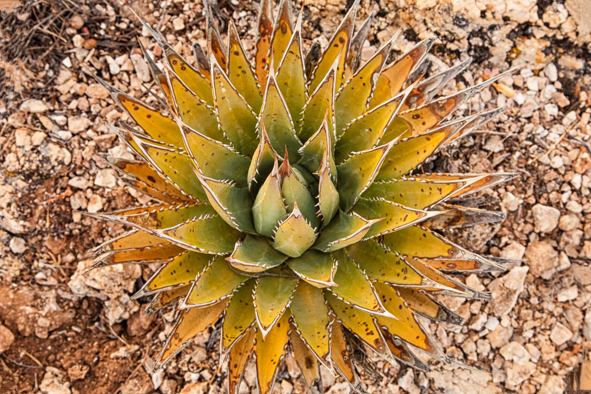 Agave Plant