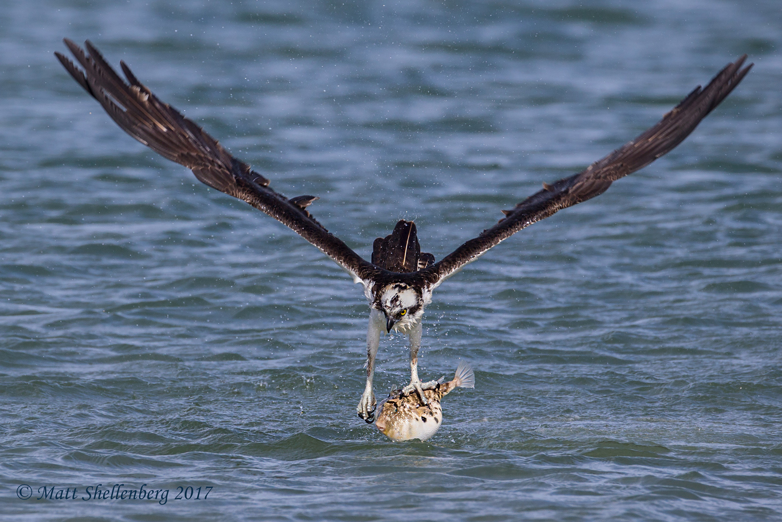Osprey w/ Puffer Fish 4