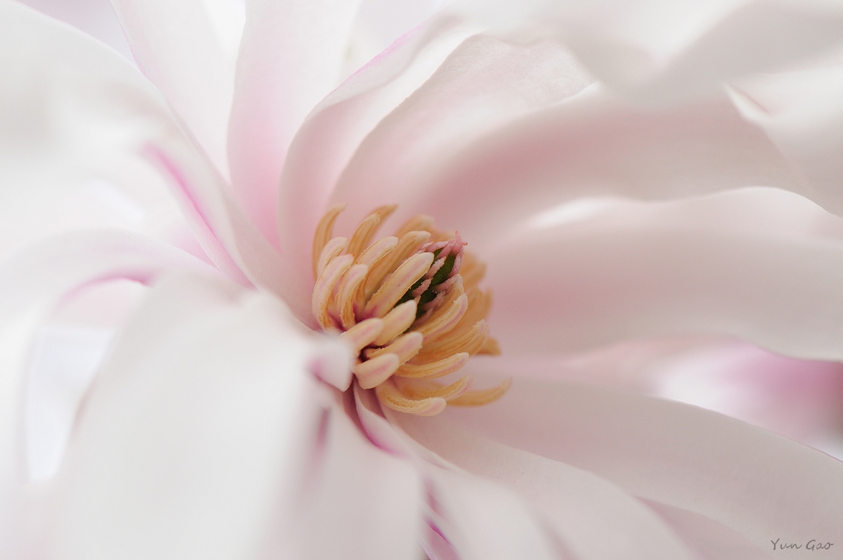 Star magnolia