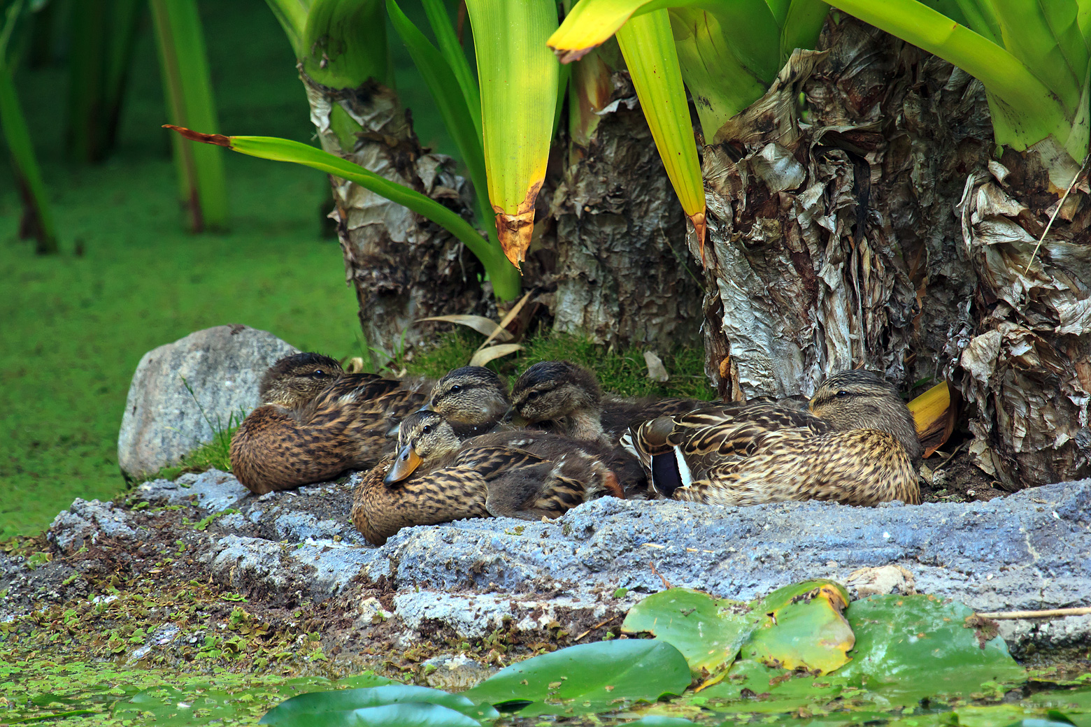 Resting Ducks