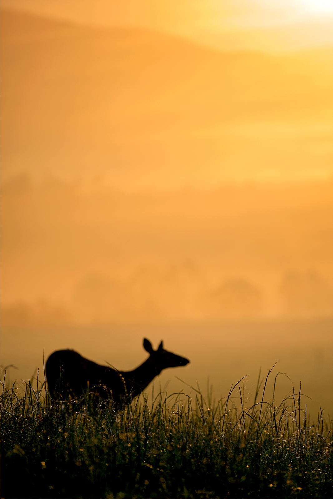 Dewy Morning