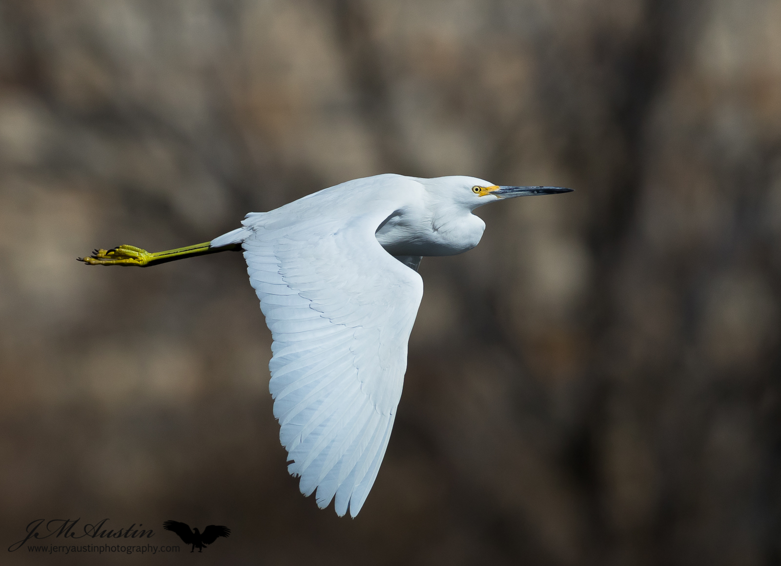 Snowy Egret Beauty