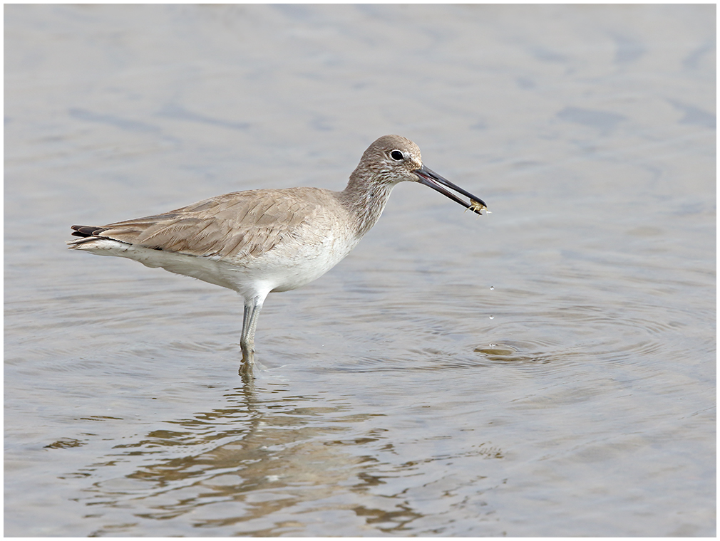 Willet with Breakfast