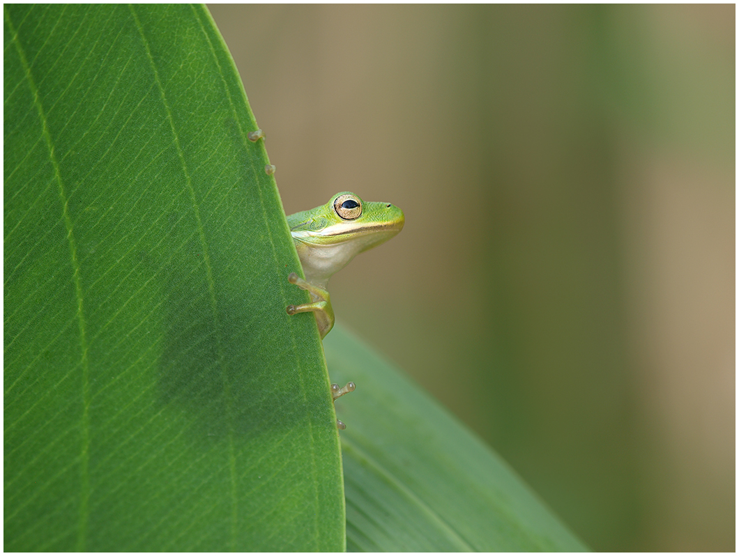Tree Frog Escape Plan