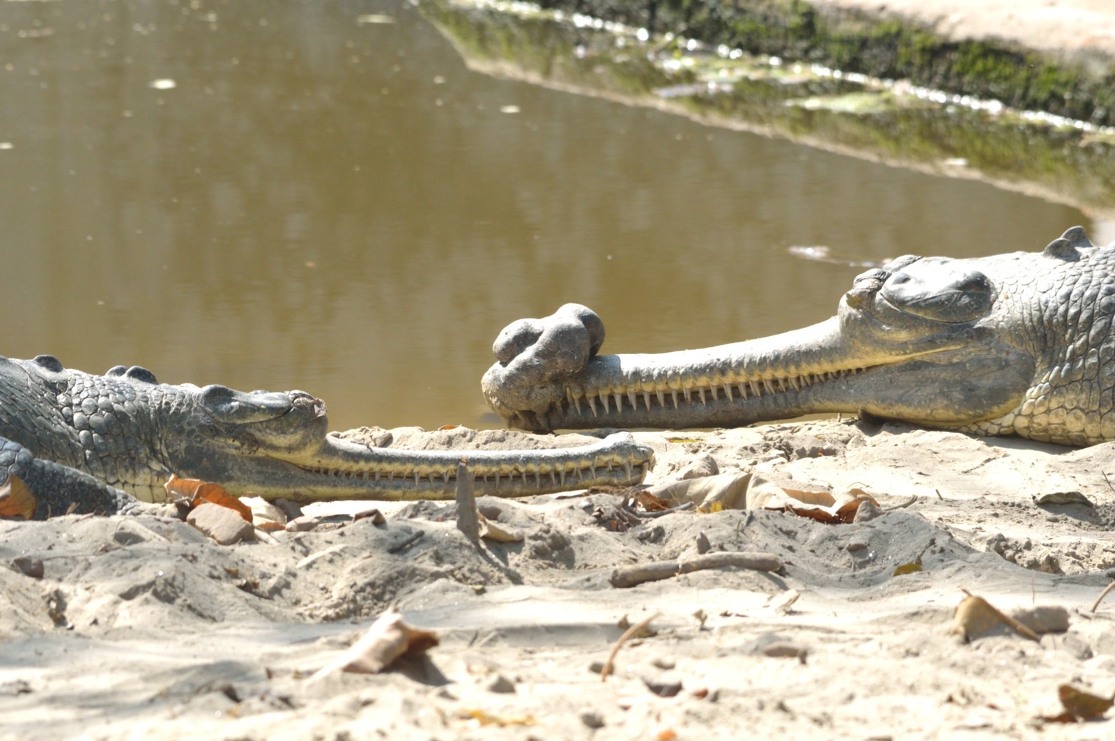 Relatives of Dinosaurs..