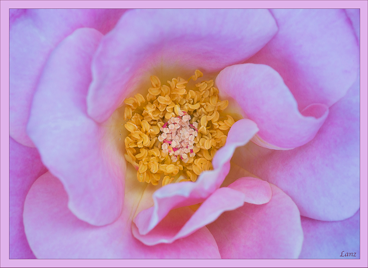 Pink Rose (+1)
