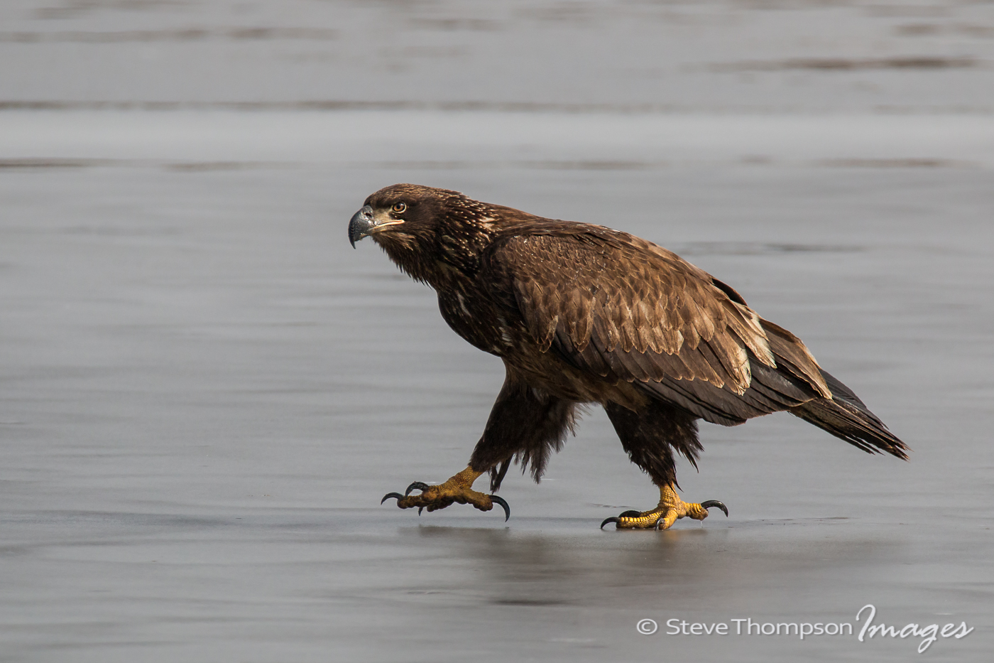 Eagle Strut