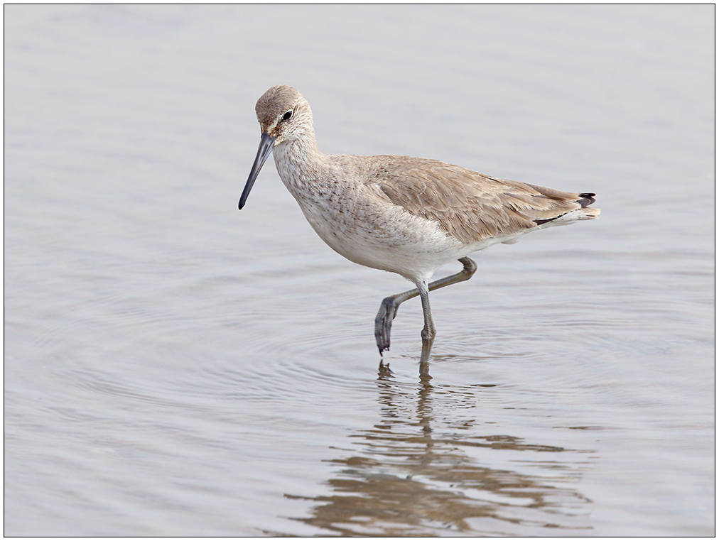 Willet Hunting Breakfast