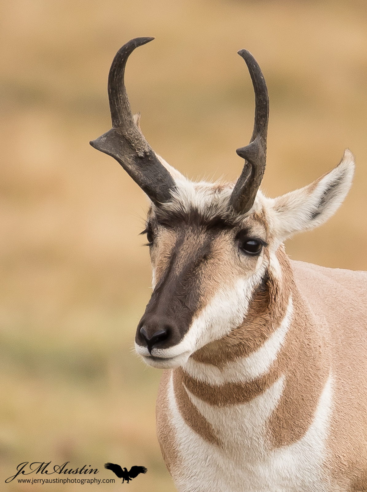 Pronghorn Portrait