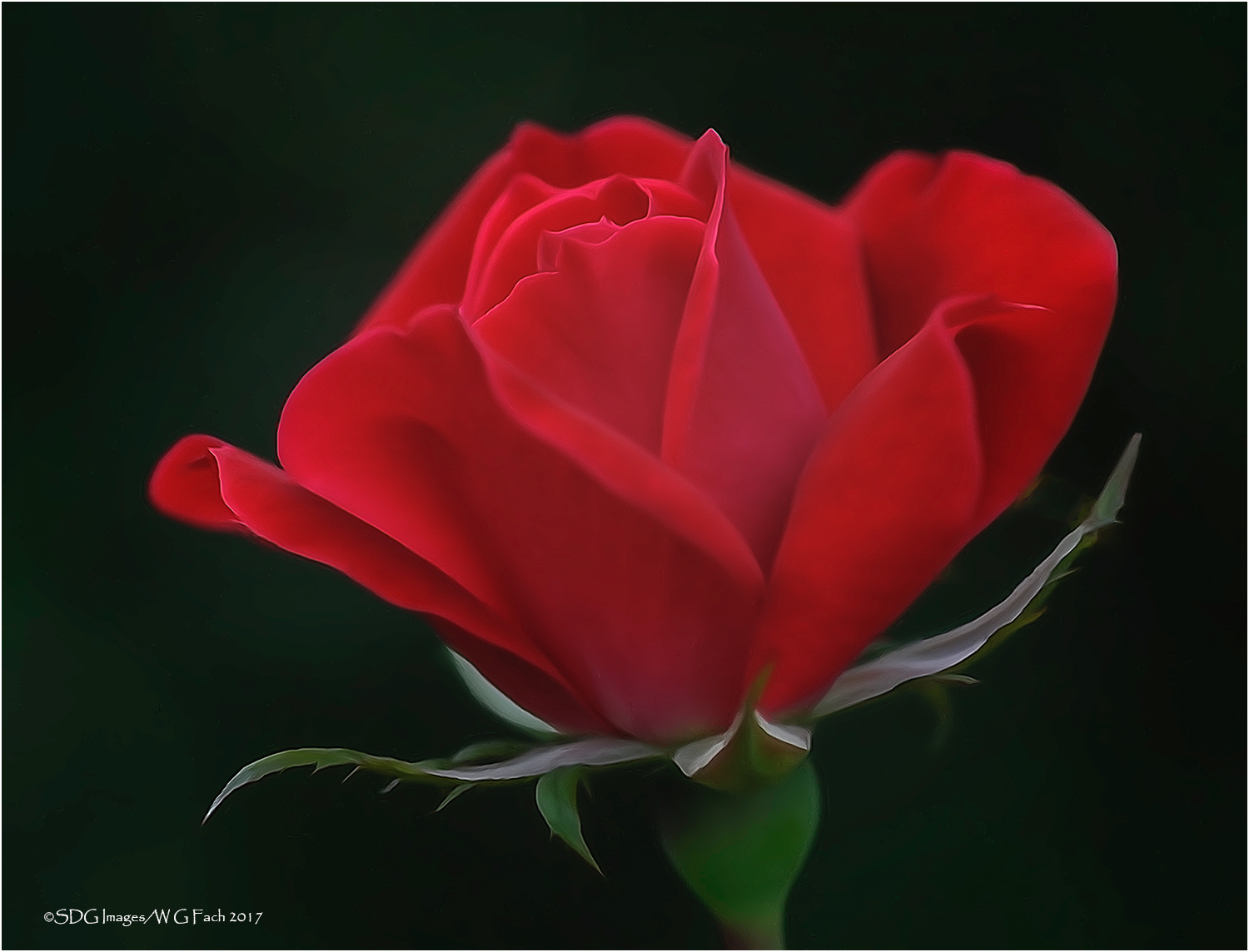 Watercolor Rose