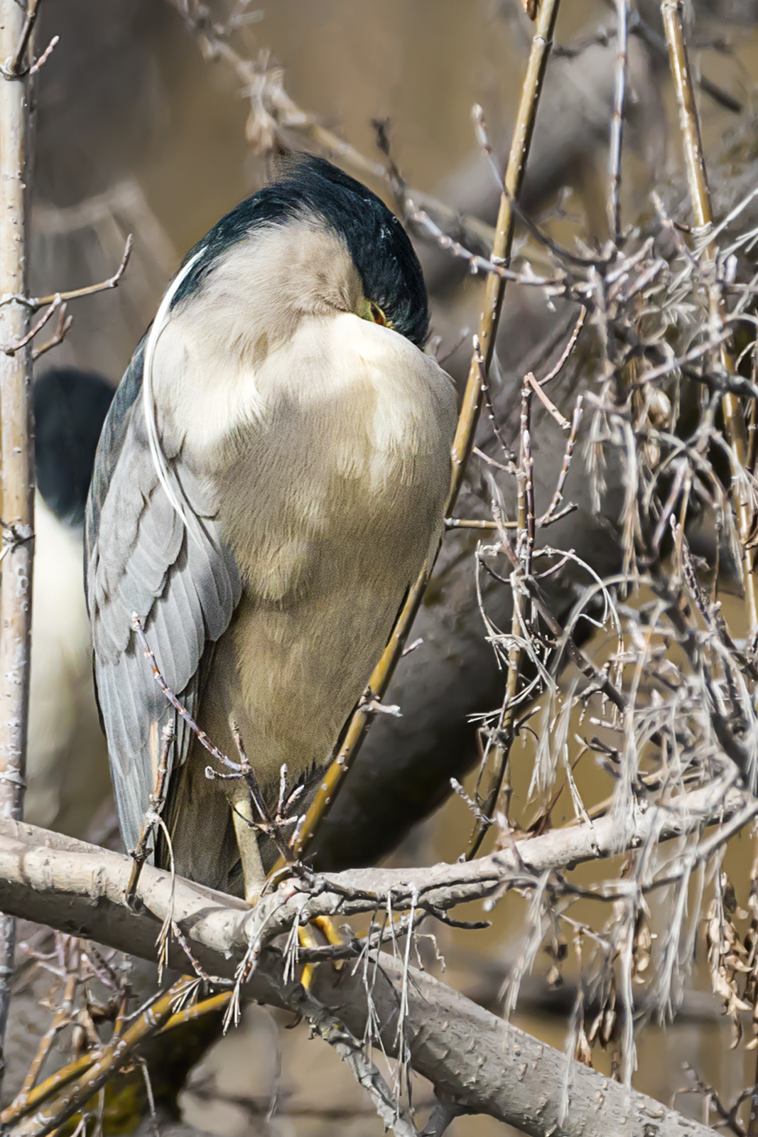 B-C Night-Heron