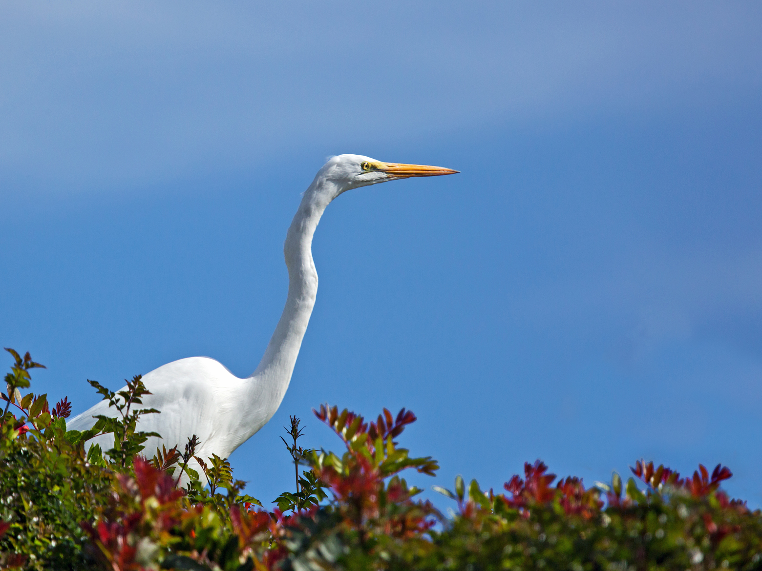 Great Egret