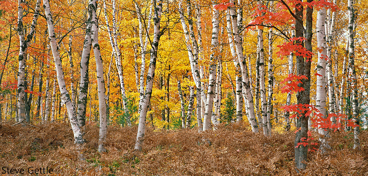 Autumn Splendor
